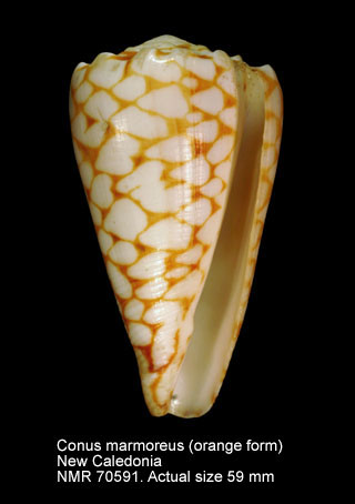 Conus marmoreus (orange).jpg - Conus marmoreus Linnaeus,1758